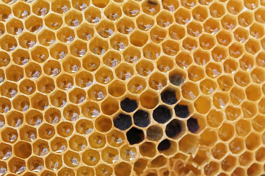 close-up photo of yellow honey comb, honeycomb, delicious, sweet