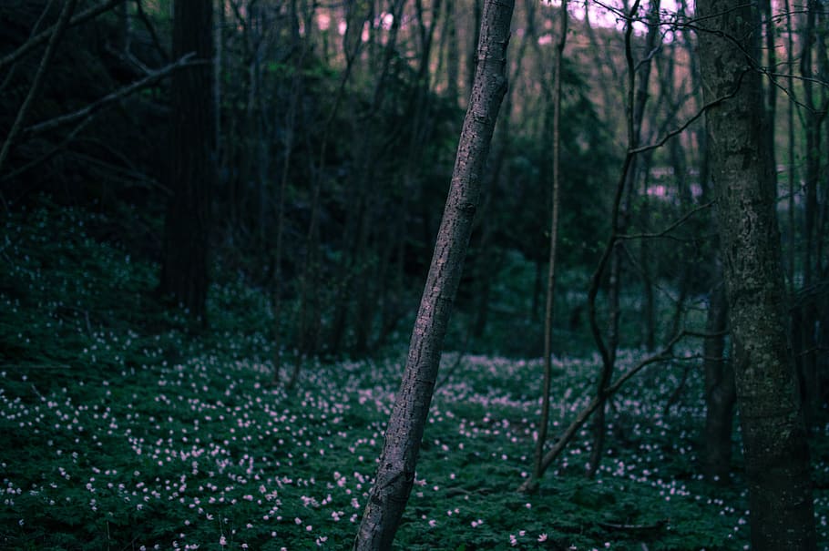 light, dawn, landscape, nature, dusk, flowers, forest, grass HD wallpaper