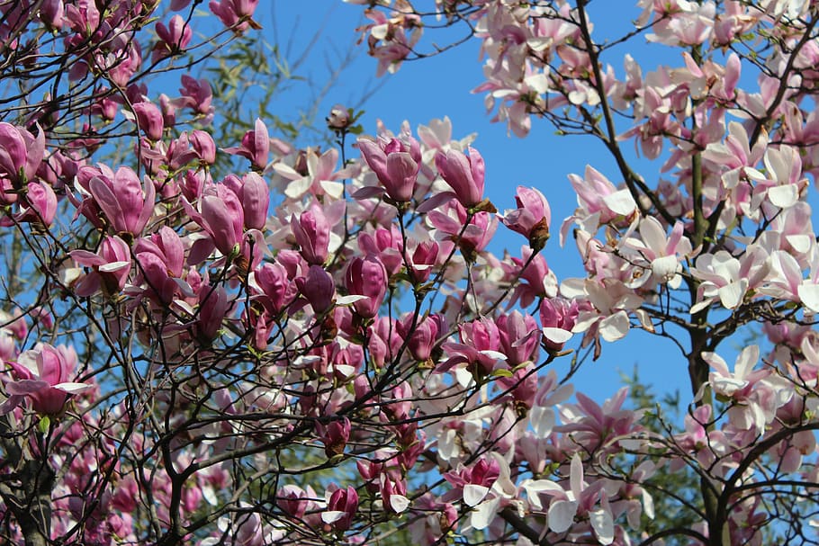 blue sky, flower, tree, pink Color, nature, branch, springtime HD wallpaper