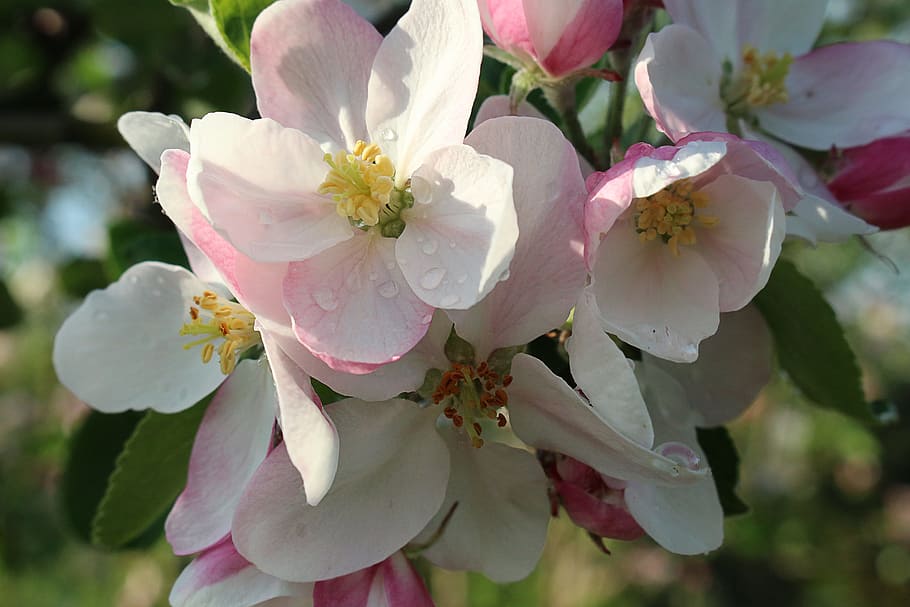 spring, apple, flowers, bloom, garden, nature, flowering plant HD wallpaper