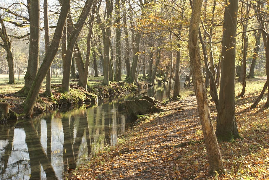 undergrowth, forest, river, fall, tree, plant, tranquility HD wallpaper