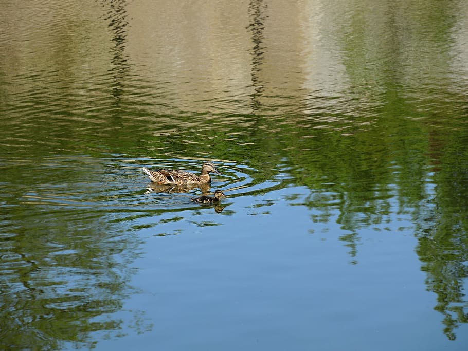 Duck, Cub, Bird, Water, Pond, Swim, blue, green, nature, animal HD wallpaper