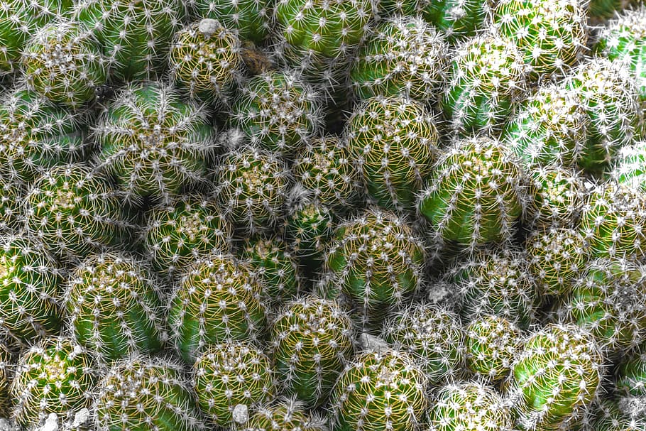 cactus, spur, plant, green, prickly, nature, dry, cactus flowers HD wallpaper