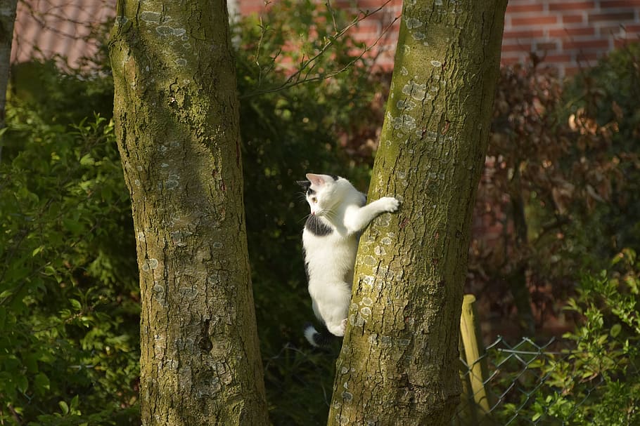 cat, climb, tree, young cat, domestic cat, mieze, nature, animal HD wallpaper