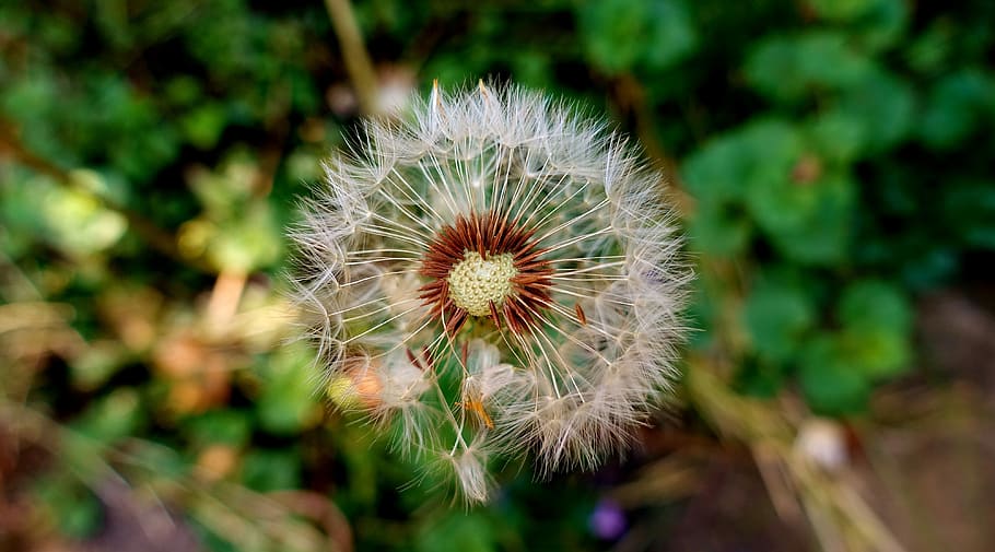 selective focus photography of dandelion, plant, close, macro HD wallpaper