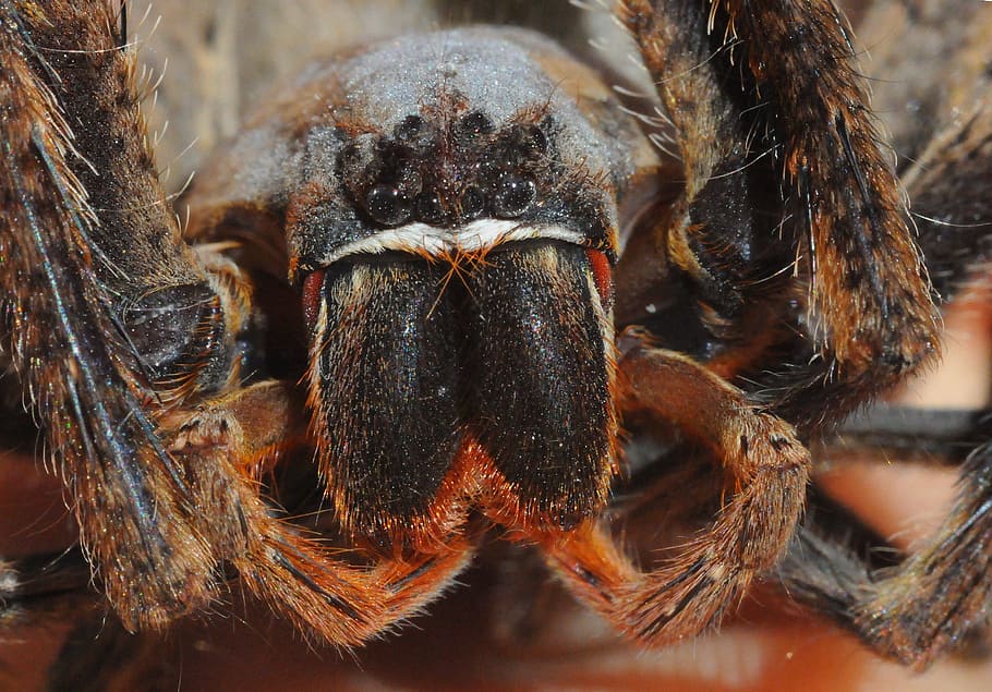 spider, hairy, macro, arachnid, scary, rain spider, palystes HD wallpaper
