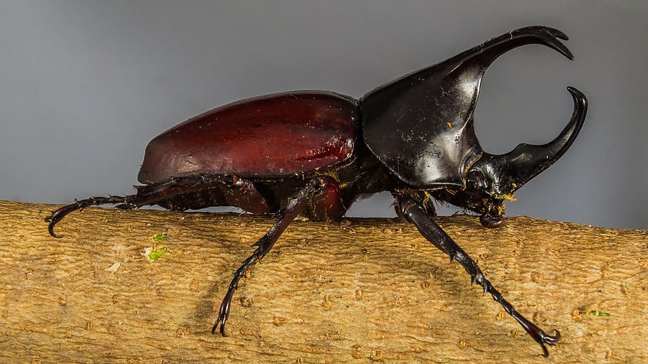 tropical beetles, rhinoceros beetle, riesenkaefer, studio shot, HD wallpaper