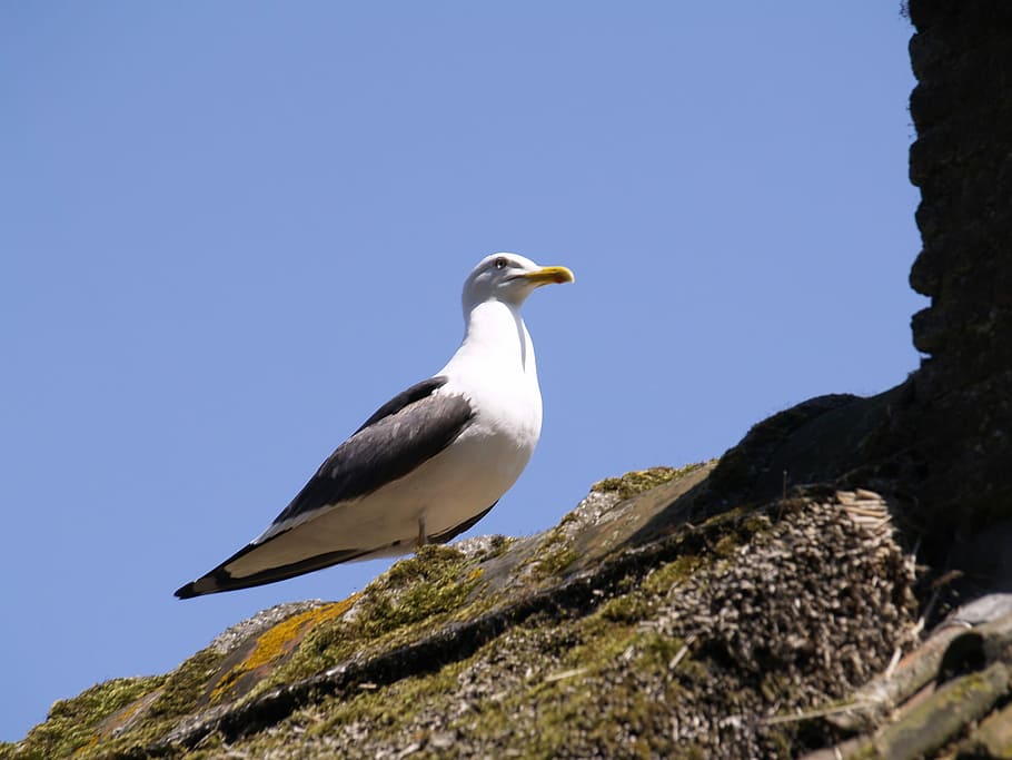 Seagull, Air, Blue, Blue, Bird, animals in the wild, animal wildlife HD wallpaper