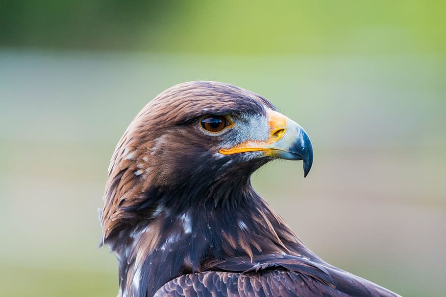 golden eagle, adler, bird, feather, nature, wild bird, fly HD wallpaper