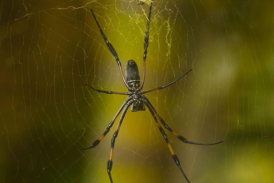 spider, arachnid, spider web, insect, invertebrate, animals in the wild HD wallpaper