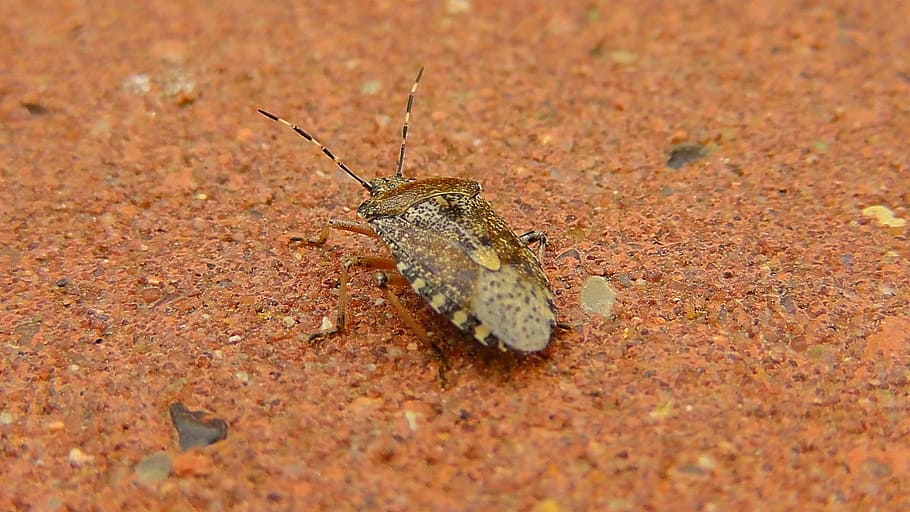 Insect, Bug, Nature, Animal, Crawl, one animal, animals in the wild HD wallpaper