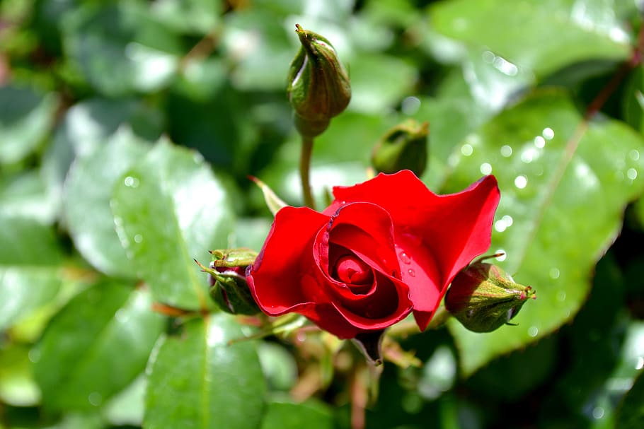 Flower, Red Rose, nature, plant, rose - Flower, petal, close-up HD wallpaper