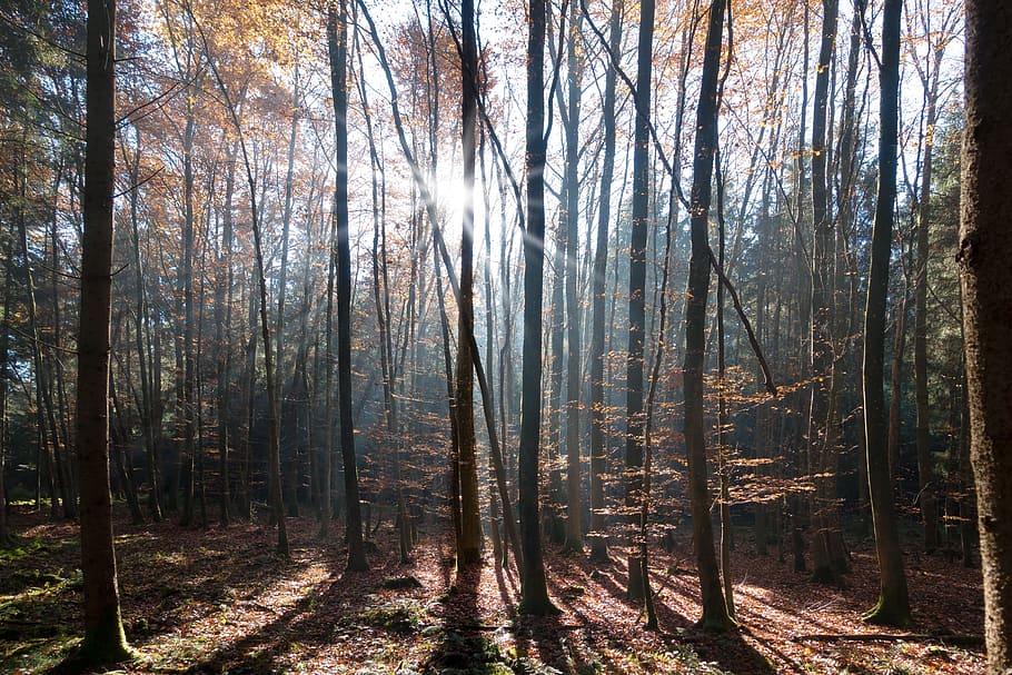 beech, forest, deciduous tree, nature, autumn, leaves, colorful HD wallpaper