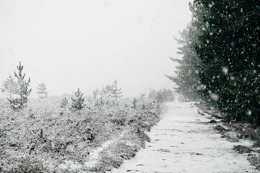 snowcapped trees, cold, gray, white, winter, nature, cold - Temperature HD wallpaper