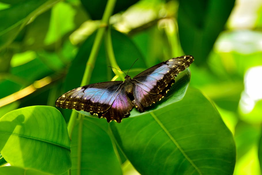 butterfly, mainau, lake constance, animal wildlife, plant part HD wallpaper