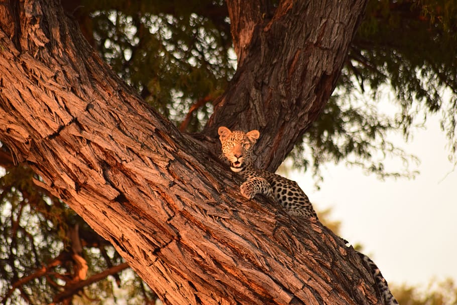 leopard, tree, botswana, animal themes, tree trunk, plant, one animal HD wallpaper