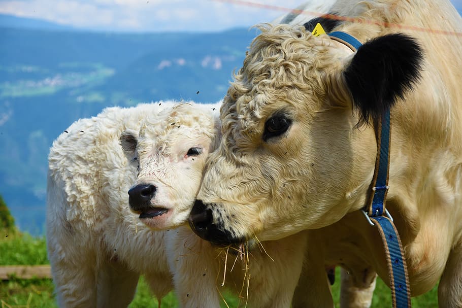 brown cow and sheep, calf, dam, graze, green, wild, eat, animal HD wallpaper