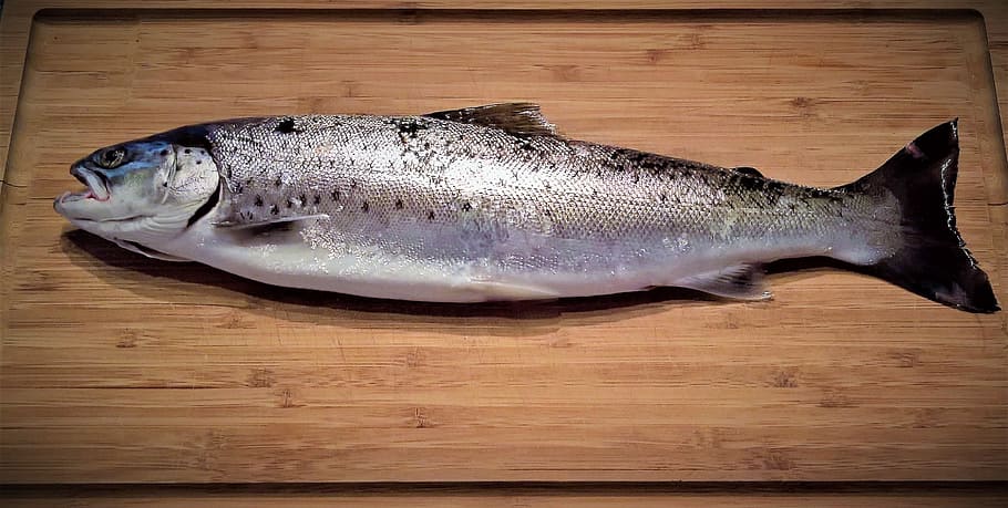 silver fish on cutting board, Sea Trout, Salmo Trutta, salzwasserfisch