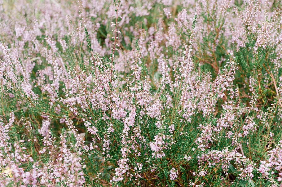 Calluna vulgaris, nature, flower, plant, summer, outdoors, springtime HD wallpaper