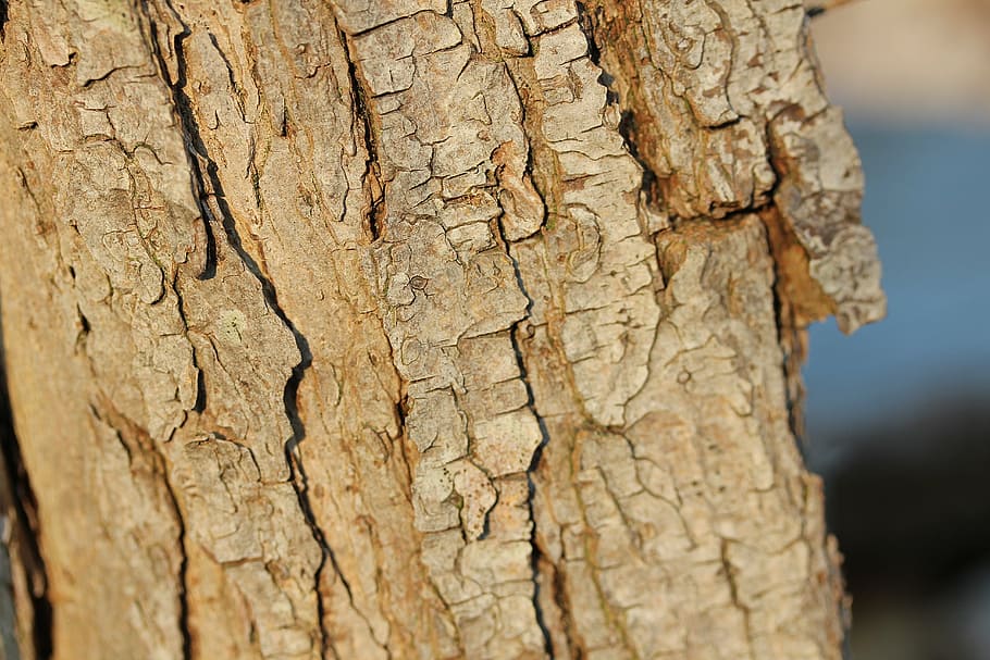 tree, bark, log, nature, wood, structure, grain, textured, close-up HD wallpaper