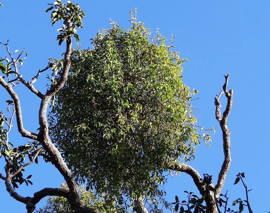 Mango Tree, India, sadhankeri, organic, agriculture, outdoors, HD wallpaper