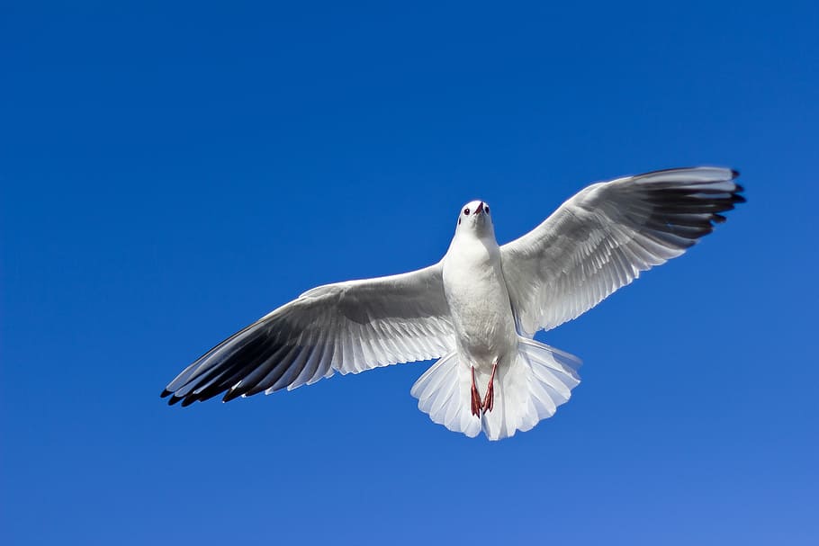 white and gray bird flying on top, white and black seagull flying at daytime HD wallpaper