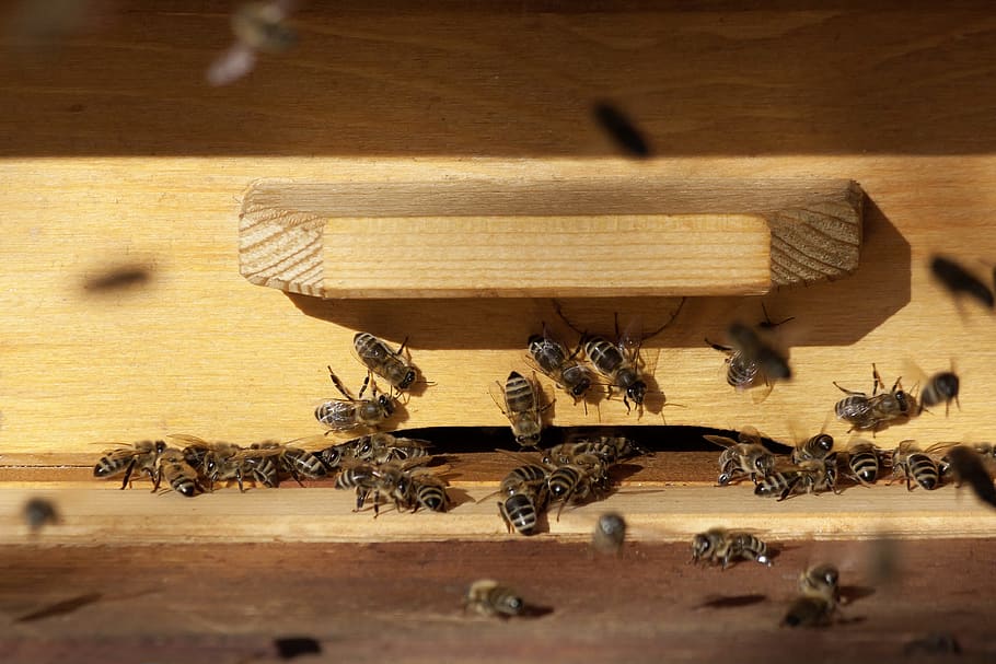 photography of bees in box, beehive, honey bees, insect, arbeiterinportrait HD wallpaper