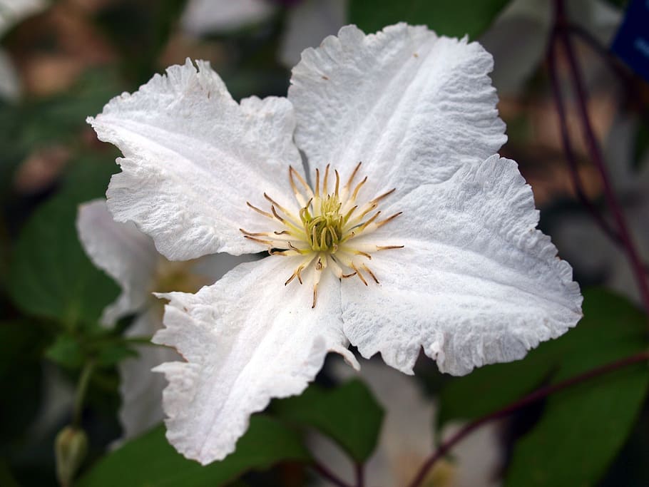 flower, clematis, bloom, flowering plant, fragility, beauty in nature HD wallpaper