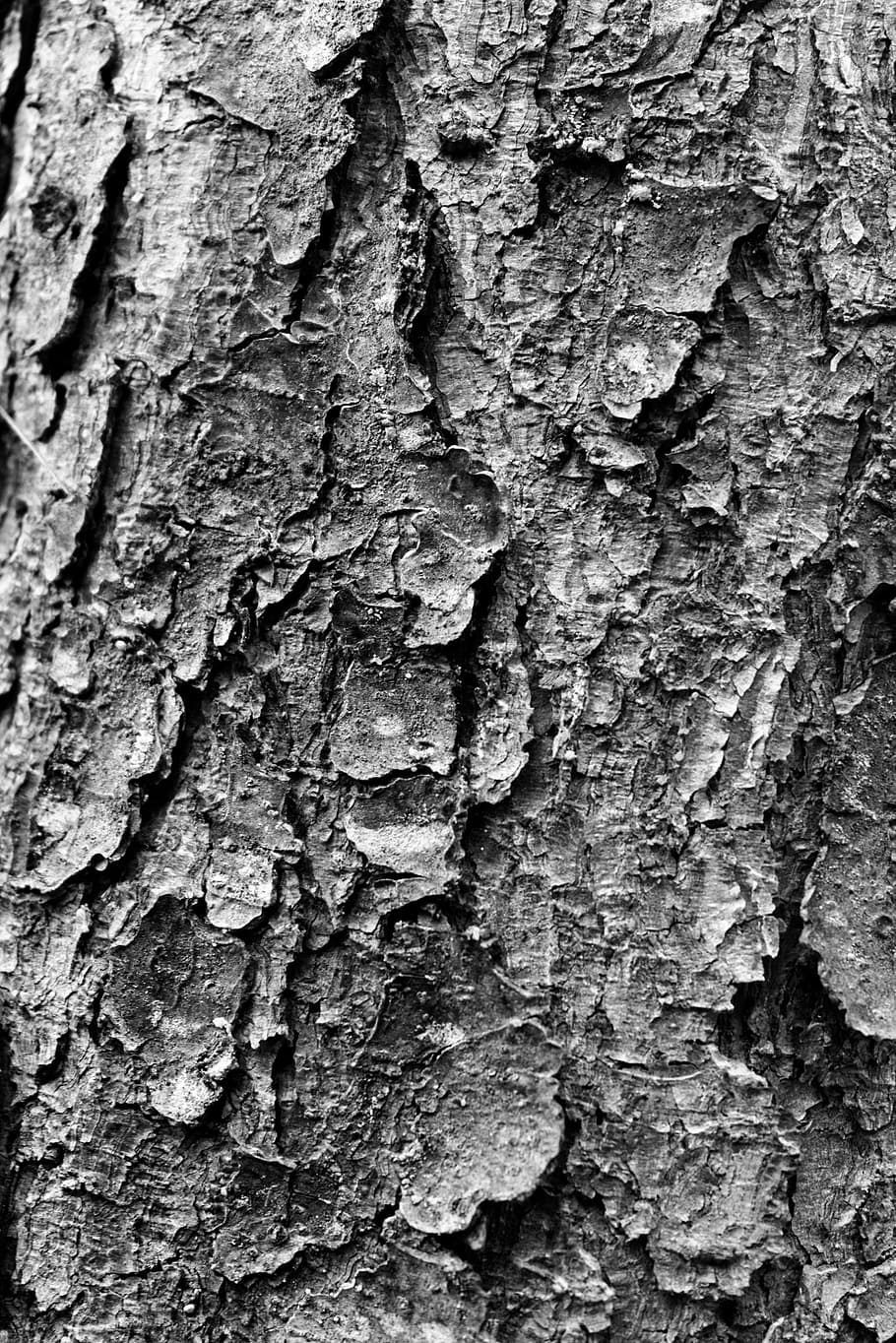 tree, trunk, texture, bark, black and white, nature, forest HD wallpaper