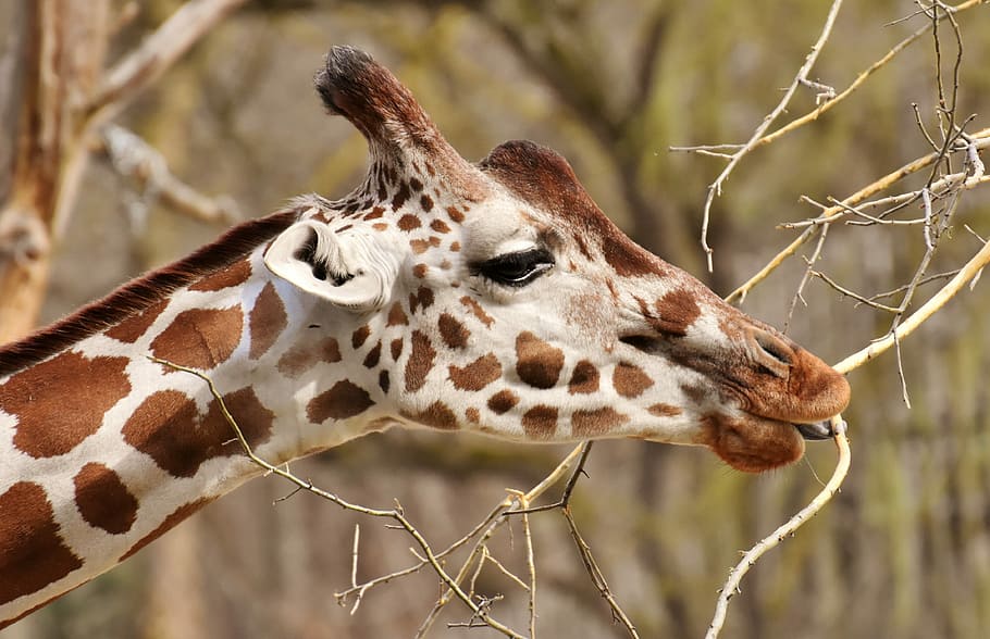 wildlife photography of giraffe, zoo, animal, animal portrait