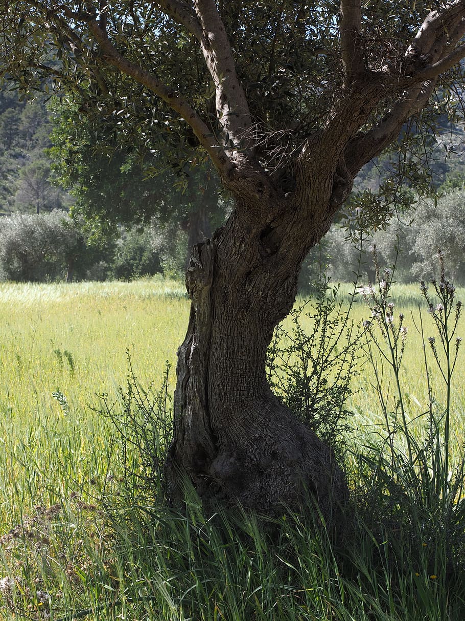 tribe, gnarled, old, olive tree, olive plantation, olive garden HD wallpaper