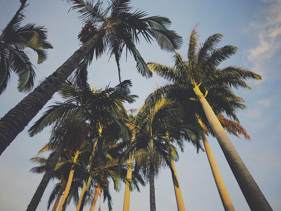 photography of green coconut trees, low angle photo of coconut trees HD wallpaper