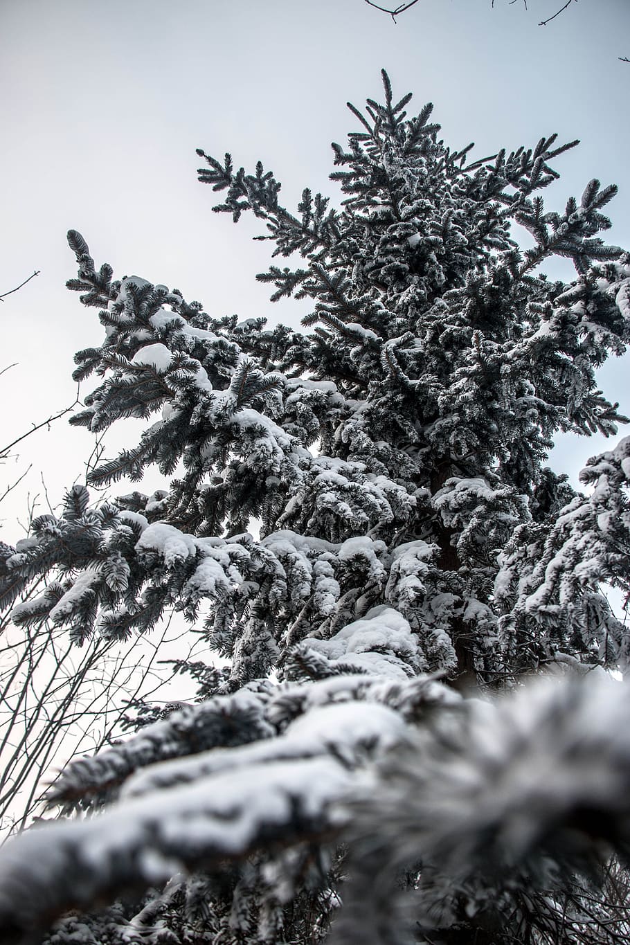 Snow, Pine Tree, Look Up, Winter, cold temperature, nature HD wallpaper