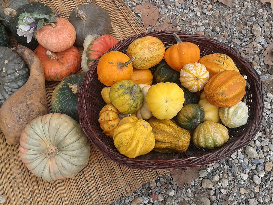Pumpkins, Fruit, Trash, Autumn, food, vegetable, nature, season HD wallpaper