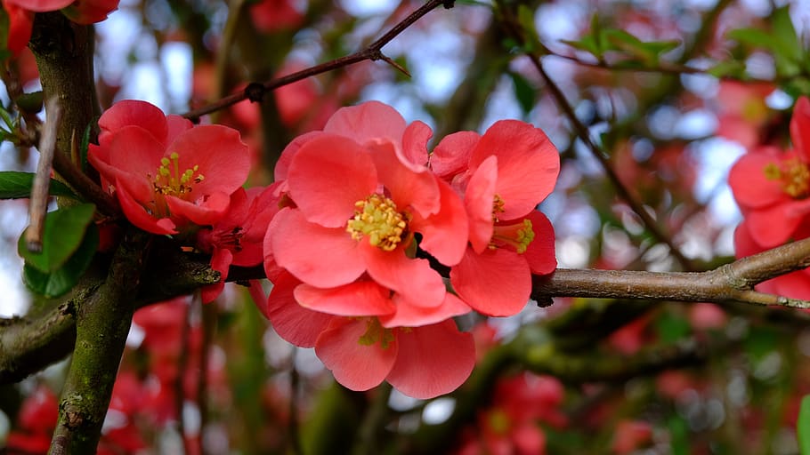 tree, nature, branch, flower, plant, growth, flowering plant HD wallpaper
