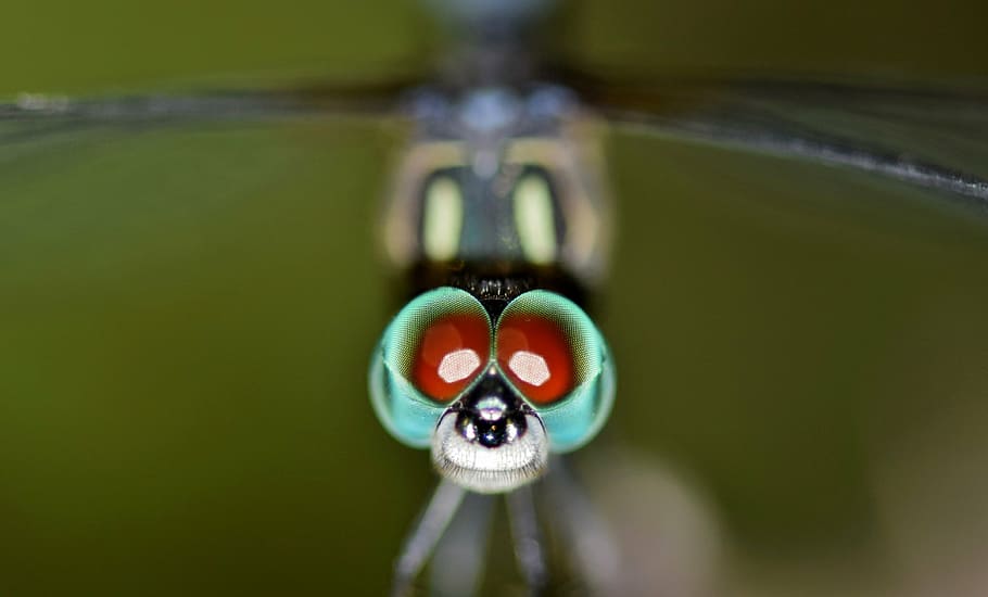 macro photography of damselfly, dragonfly, insect, bug, winged insect HD wallpaper