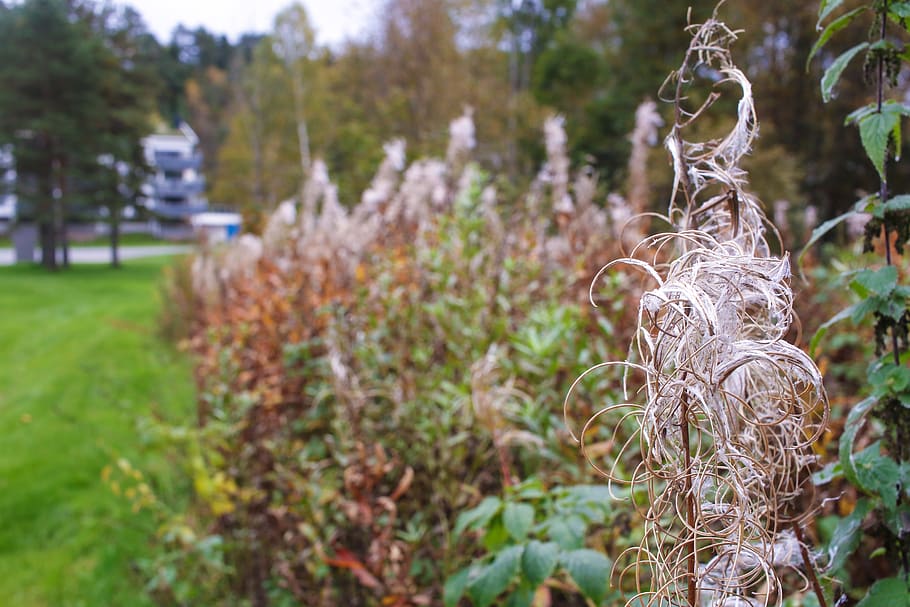 landscape, autumn, fall, growth, plant, nature, focus on foreground HD wallpaper