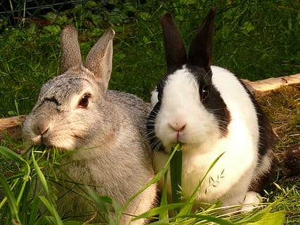 two gray and white rabbits eating green grass, hare, nager HD wallpaper