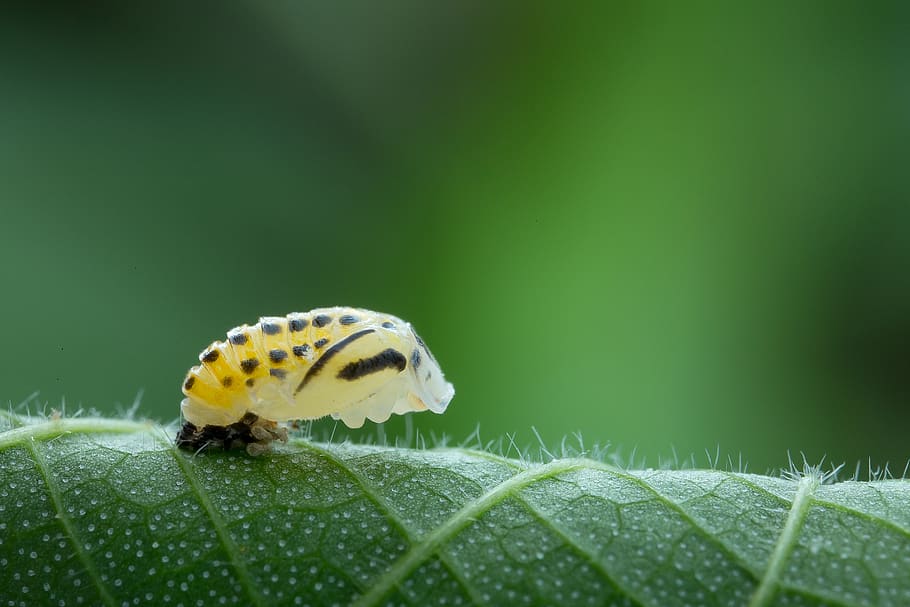insects, yellow, nature, invertebrate, animal wildlife, plant part HD wallpaper