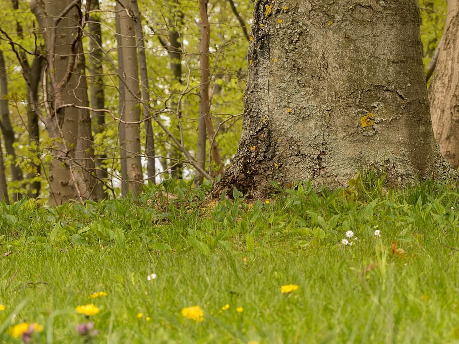 Meadow, Forest, Tree, Nature, plant, no people, flower, outdoors HD wallpaper