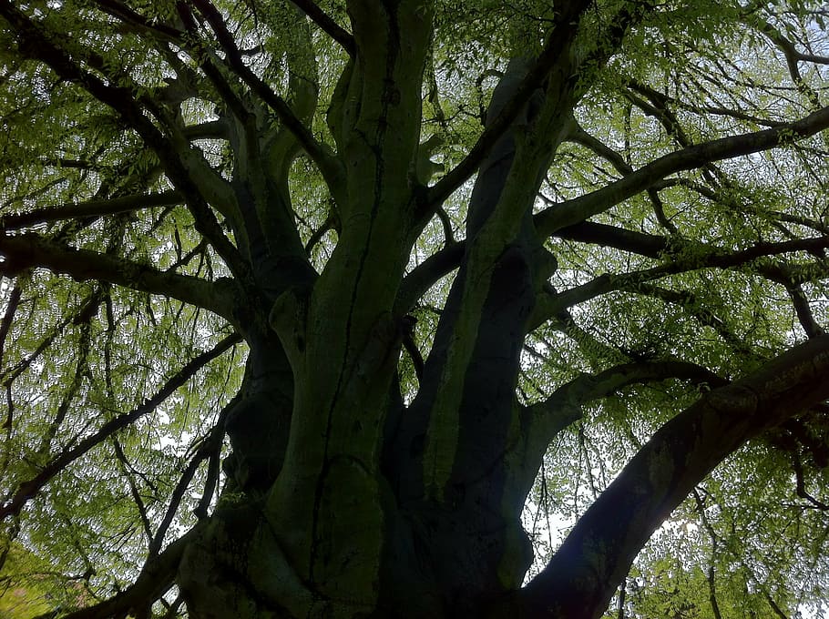 tree, nature, log, forest, old tree, wood, green tree, plant HD wallpaper