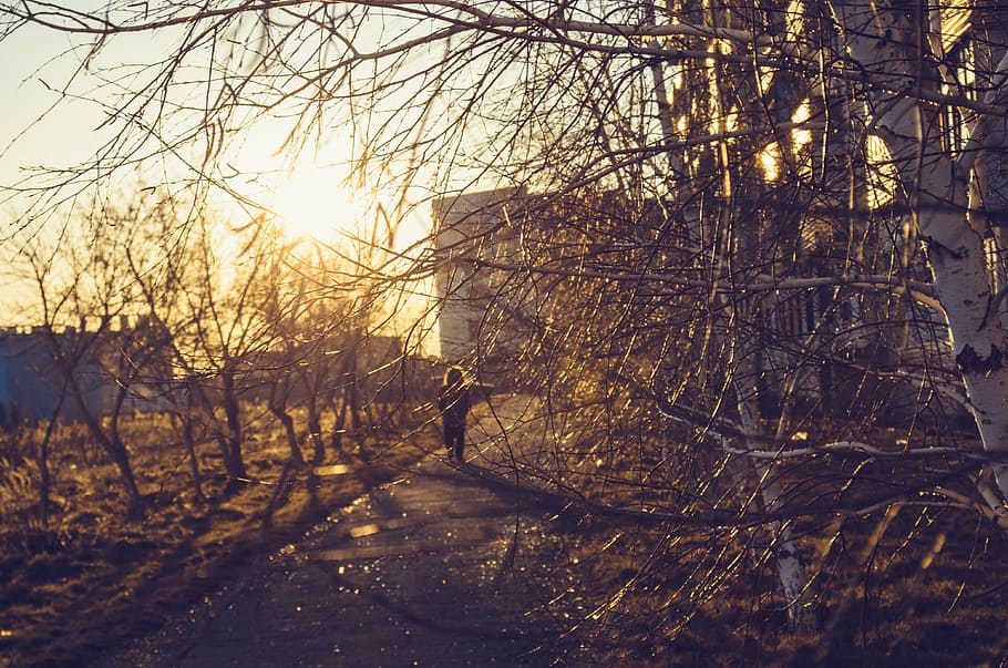 branches, sunset, city, trees, golden hour, walking, strolling HD wallpaper