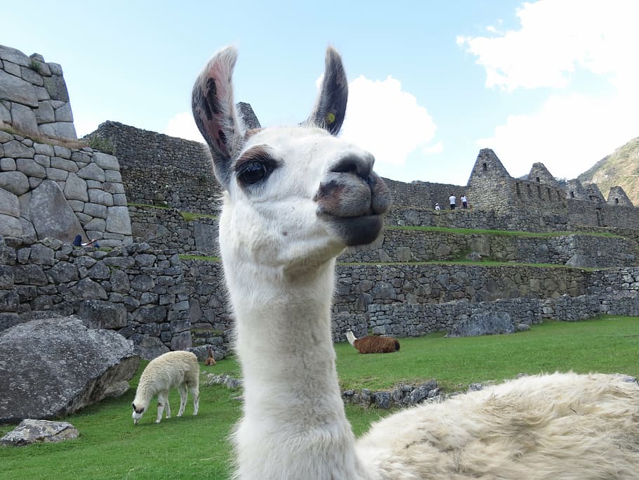 lama, peru, alpaca, macchu, picchu, cuzco, andes, animal, angry, HD wallpaper