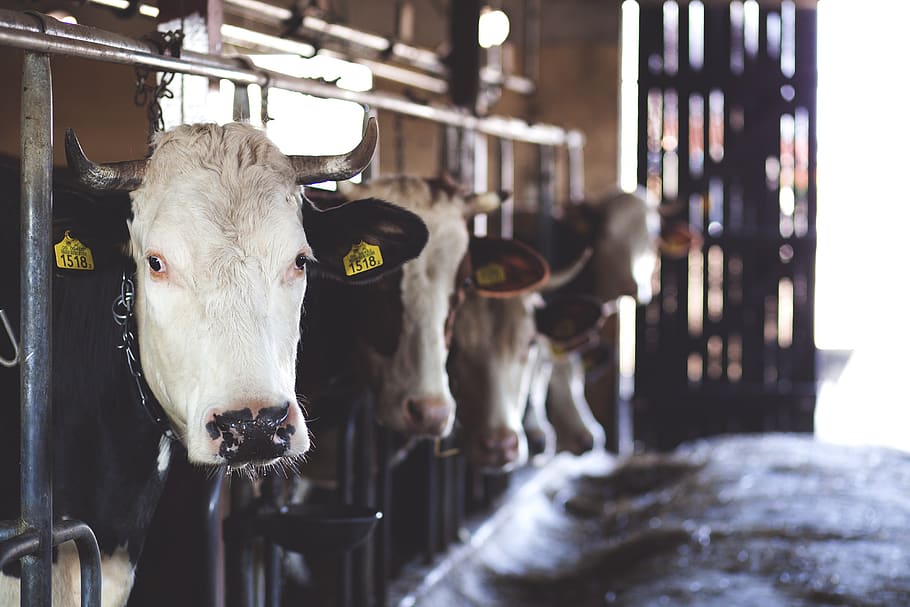 cows, animals, farm, livestock, mammal, cattle, domestic, domestic animals HD wallpaper