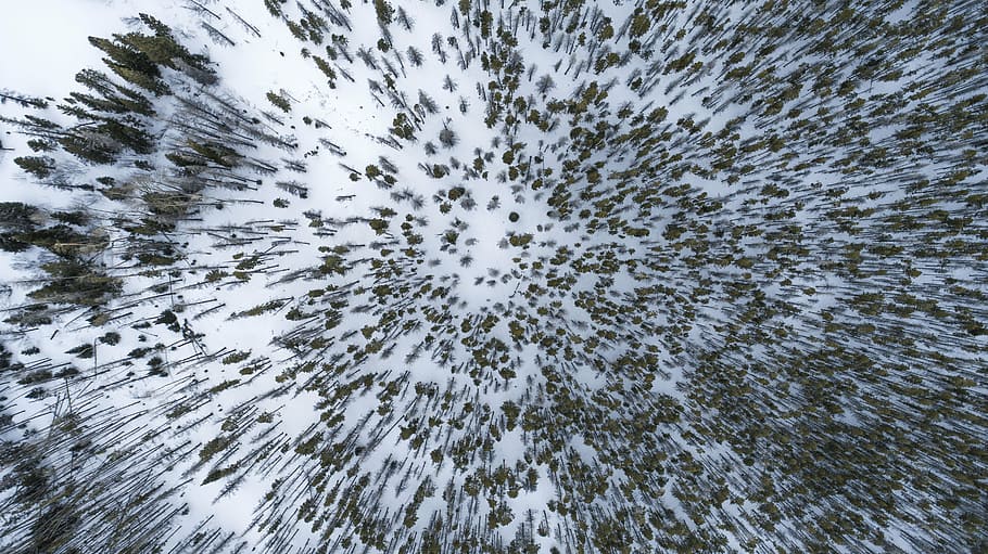 bird's eye view of forest covered by snow, winter, white, cold HD wallpaper