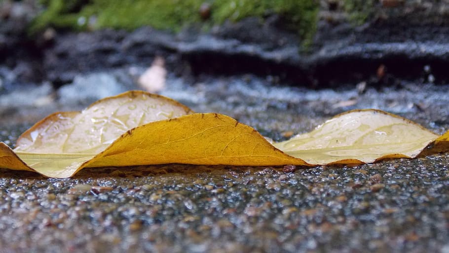 rain, sludge, fallen leaves, yellow, autumn, plant part, nature, HD wallpaper