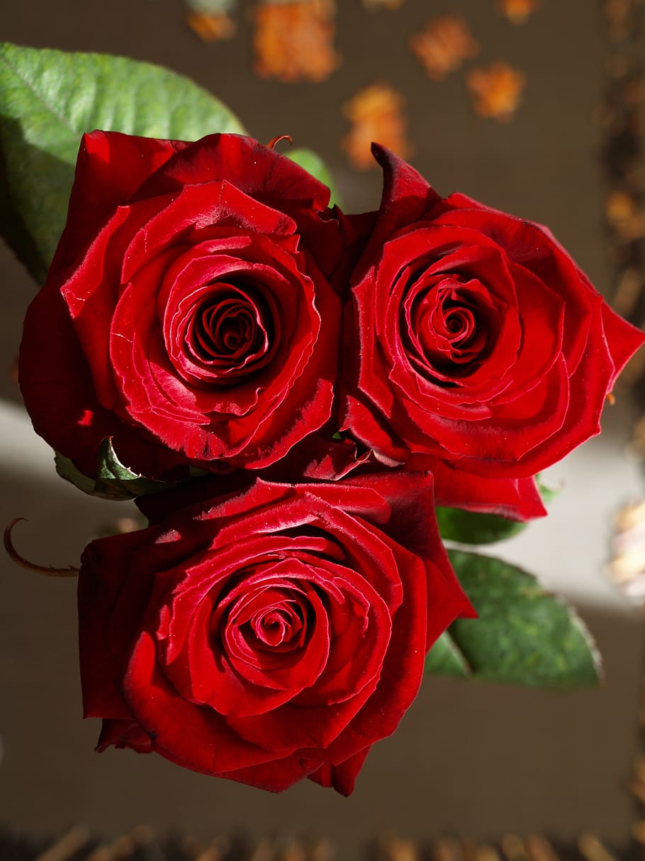 rose, flower, red, beauty in nature, rose - flower, flowering plant HD wallpaper