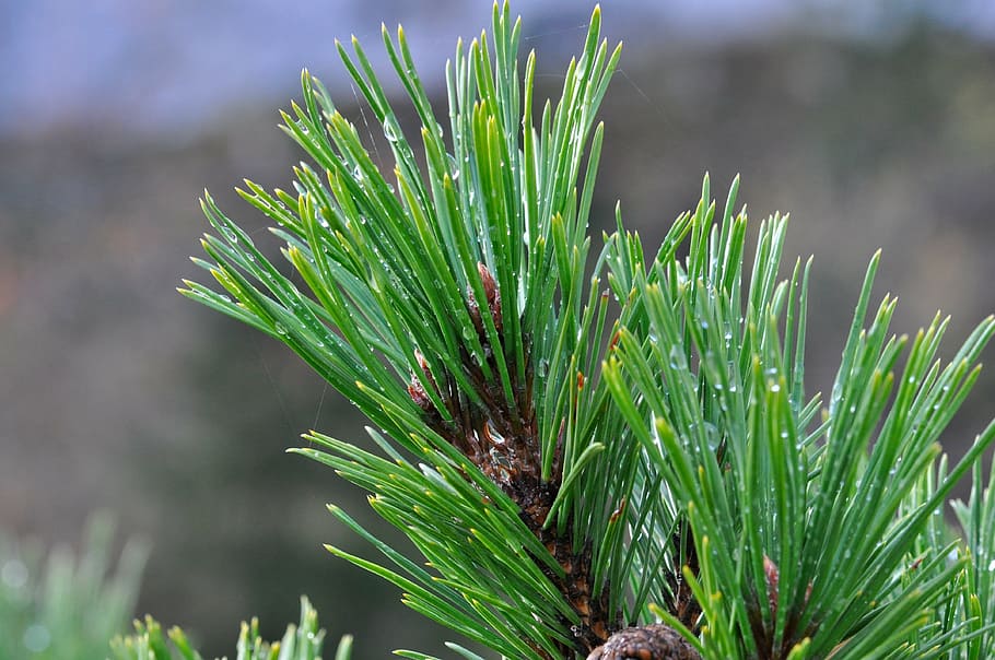 pine branch, conifer, needles, tree, nature, macro, plant, green color HD wallpaper