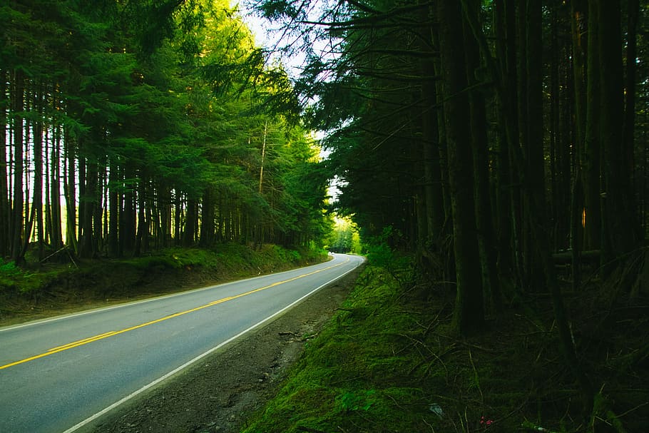 rural, road, pavement, trees, forest, woods, nature, outdoors HD wallpaper