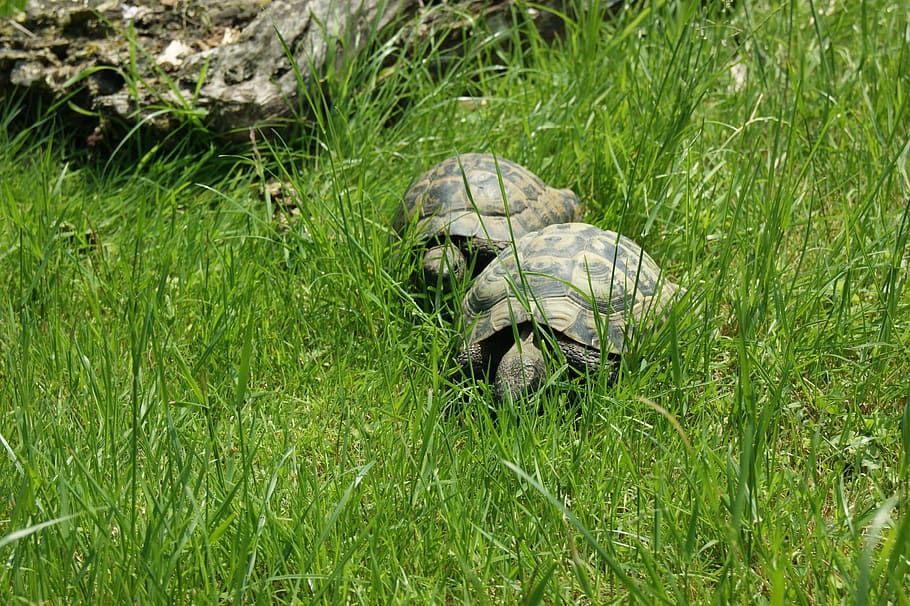 turtle, nature, reptile, animal, garden, tortoise shell, meadow HD wallpaper